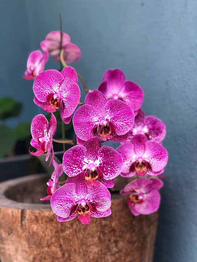 2025 May Orchid Image