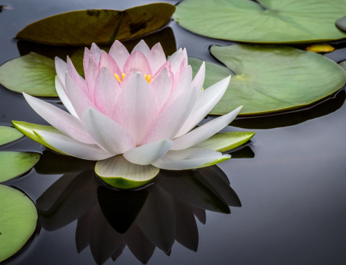 Understanding Why We Need To Meditate